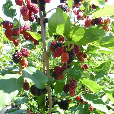 dwarf mulberry mojo berry matsunaga.